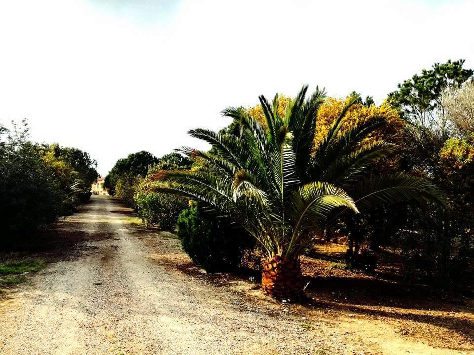 Il Lentischio Del Sinis Villa Putzu Idu Dış mekan fotoğraf
